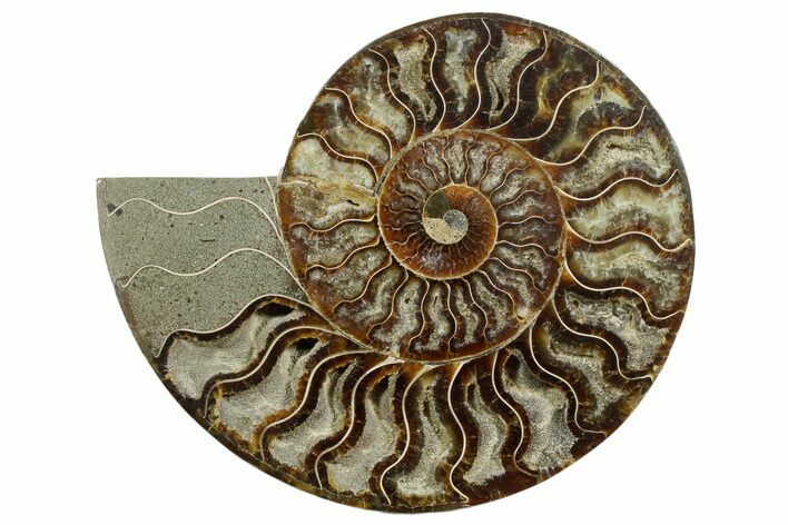 Cut & Polished Ammonite Fossil (Half) - Madagascar #347842